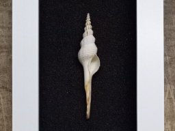 a-japanische spindelschnecke hp